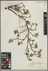 Foto von Salix arctophila Cockerell ex A. Heller